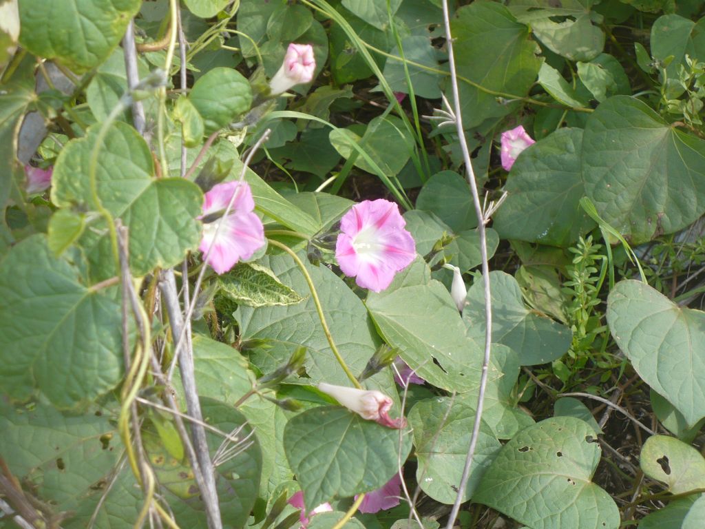 Ipomoea purpurea / Campanella turchina